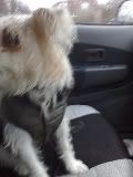 topsycarpics001-1.jpg