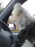 topsycarpics004-1.jpg