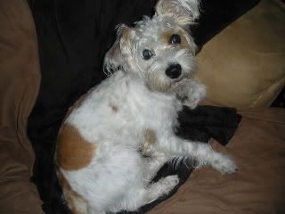 topsyshorthairboy001-Copy-1.jpg