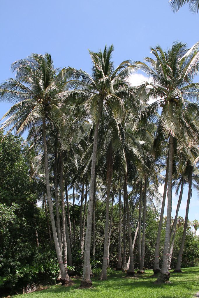 Coconuts2.jpg