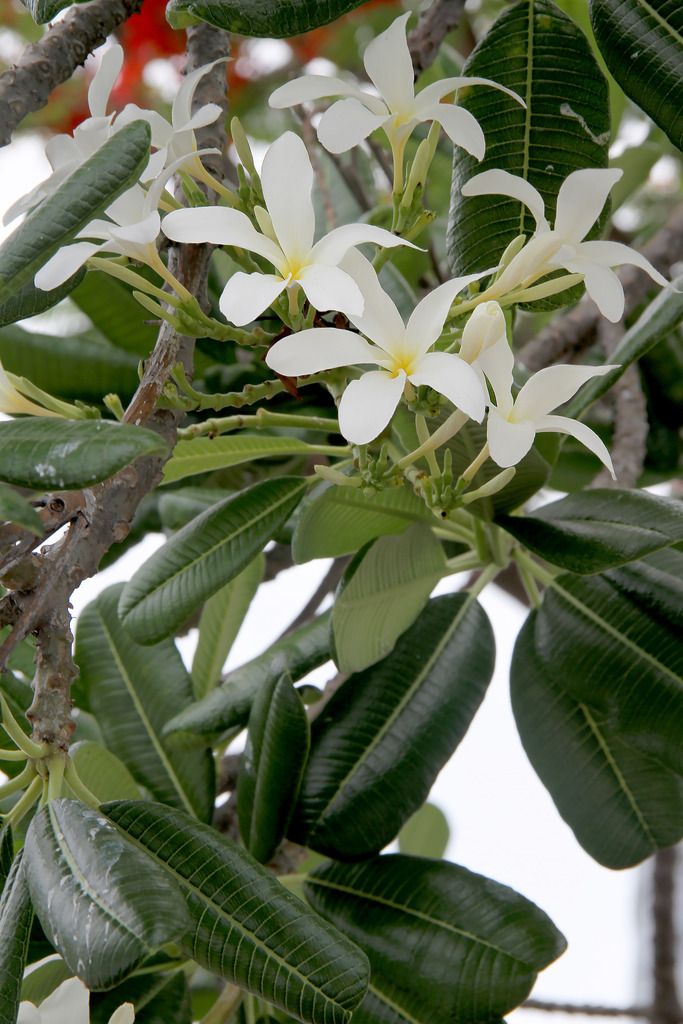 Frangipani20.jpg