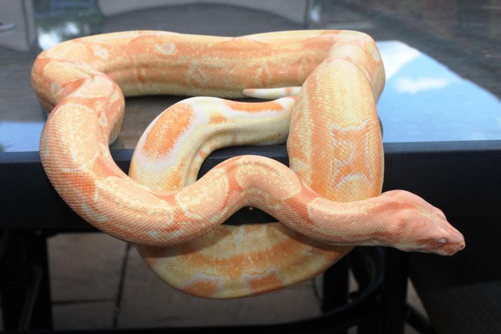 Albino Squaretail boa outside Reptile Forums