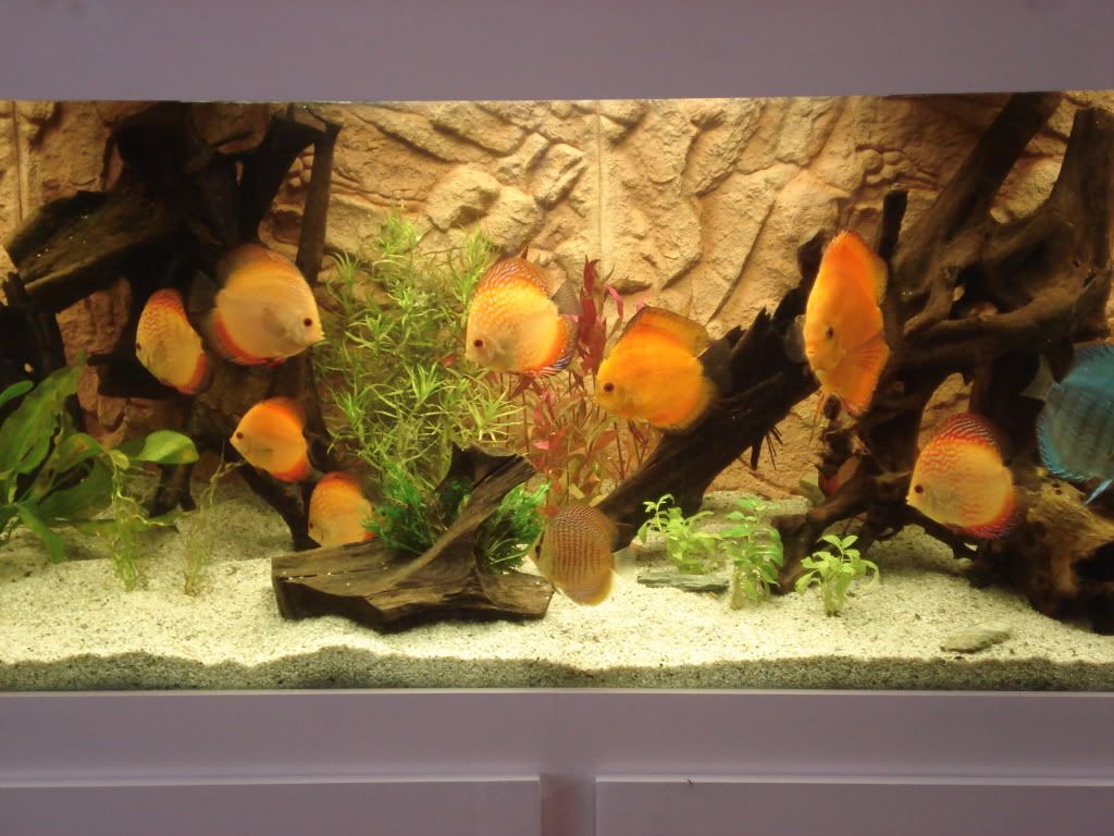 Nieuw discus aquarium midden