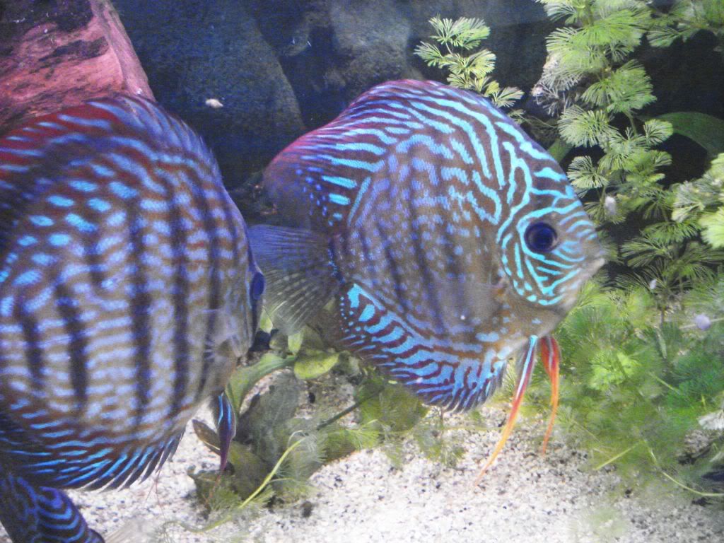 Discus te koop/for sale 2