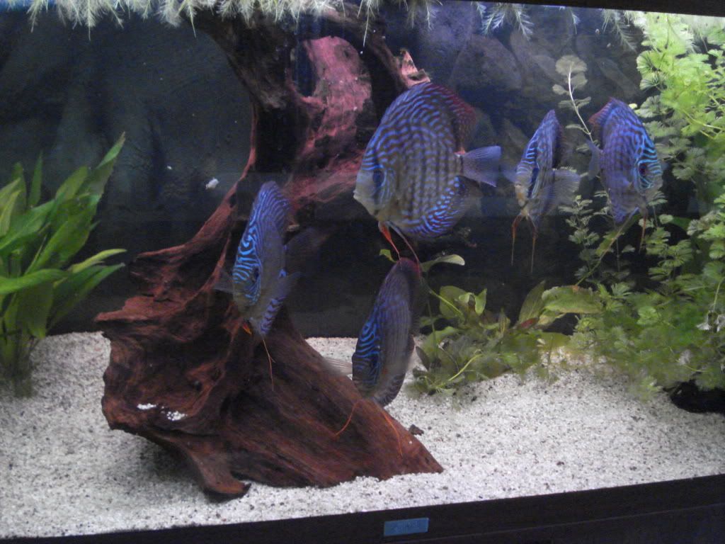 Discus te koop/for sale