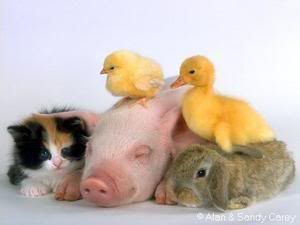 farm animals Pictures, Images and Photos