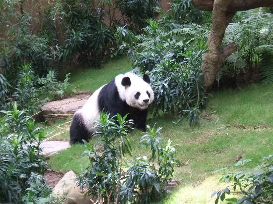 panda.jpg