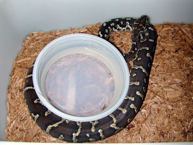 Angolan Python Snake Pictures