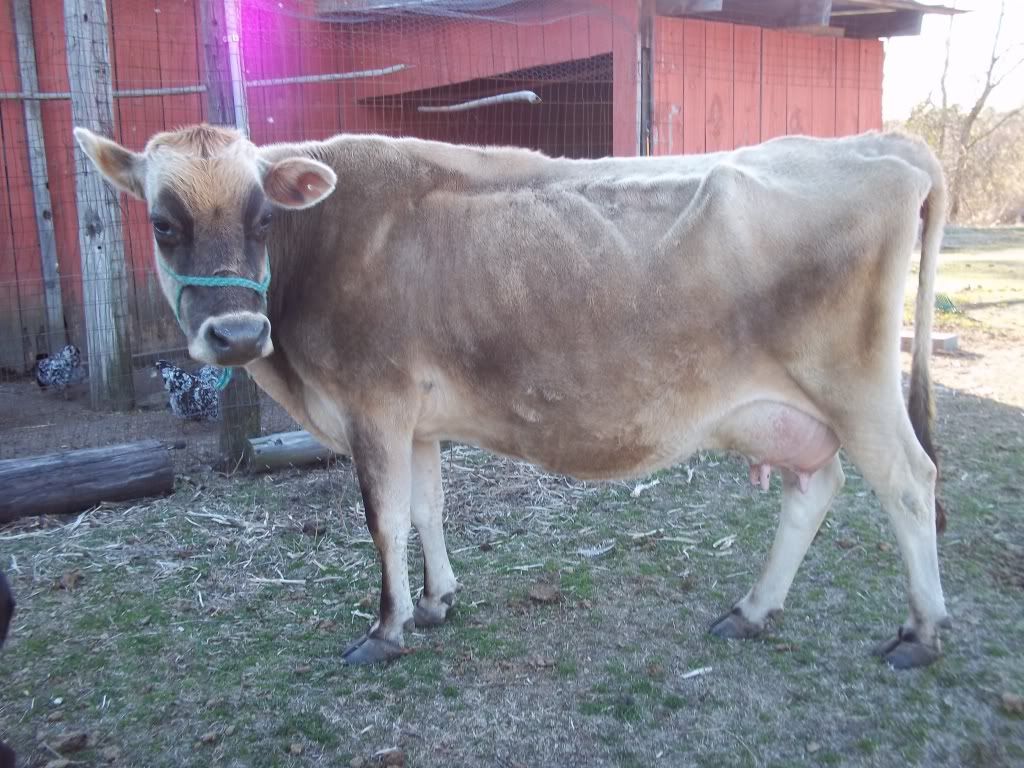 How to tell age and a few other questions. - Cattle