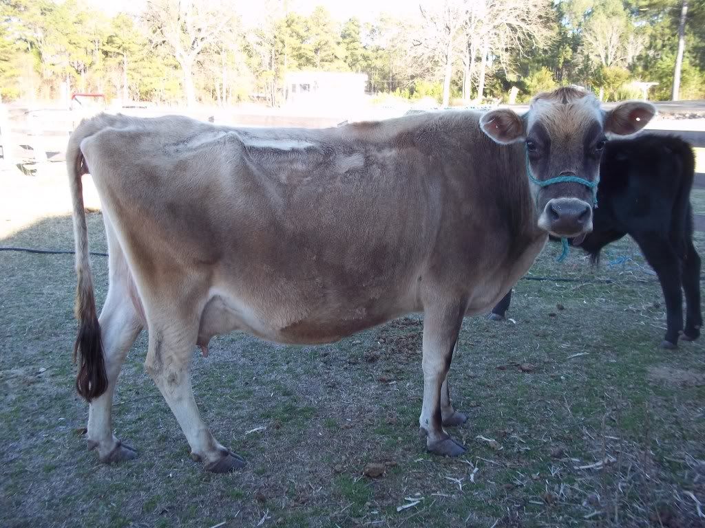 How to tell age and a few other questions. - Cattle