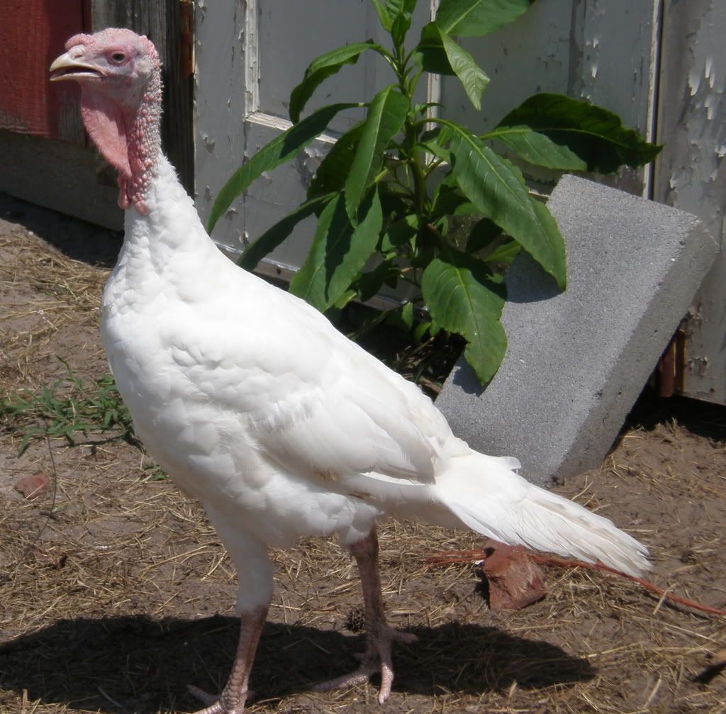 Look at my pretty White Holland Turkeys!