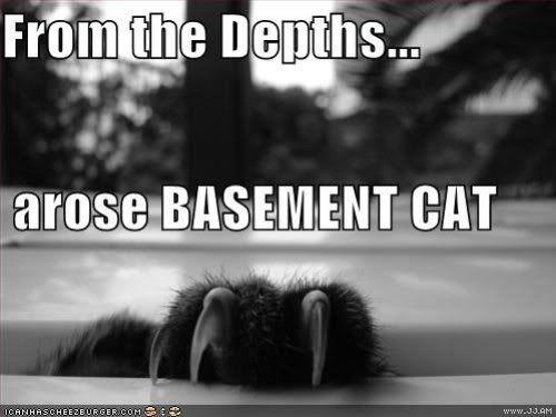 funny-pictures-basement-cat-clw.jpg