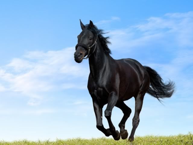 BlackStallion29 Avatar