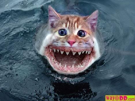 funny-pictures-shark-cat.jpg picture by tigger909 - Photobucket