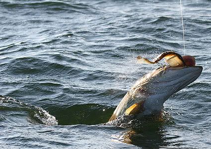 Giant German pike on the jump