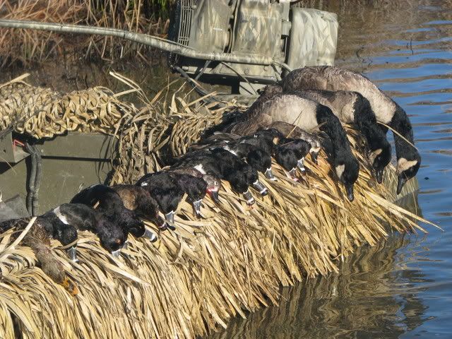 Some Highlights! : Virginia Duck Hunting