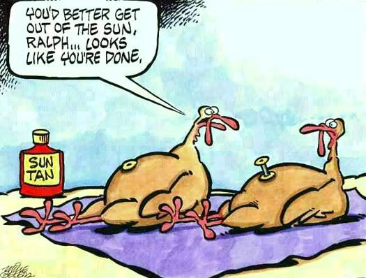 funny turkey. turkey funny picture,