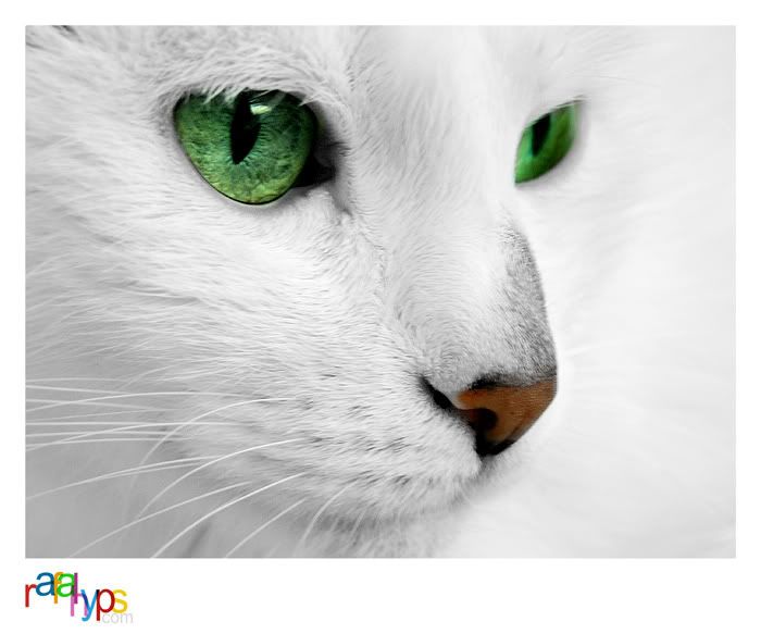 http://i270.photobucket.com/albums/jj93/banduma/White_Cat_VI_by_rafalhyps.jpg