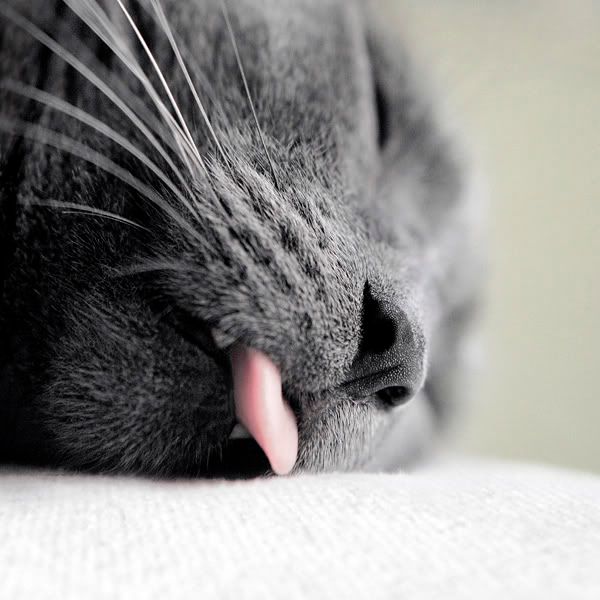 http://i270.photobucket.com/albums/jj93/banduma/cat/I_just_sleeping_by_frozeninstants.jpg