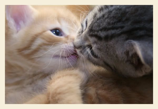 http://i270.photobucket.com/albums/jj93/banduma/cat/The_Kitten_Kiss_by_leenaraven.jpg