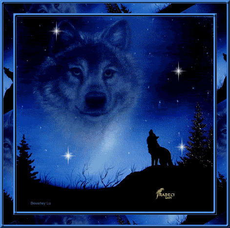 doylemetsterren.gif wolf kijkt naar sterrenhemel image by louisespekman