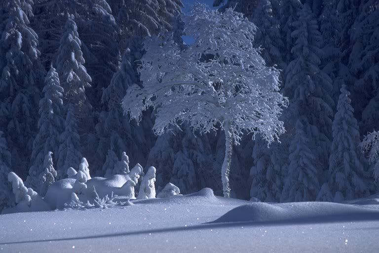 baum13ur1gh0ui.jpg
