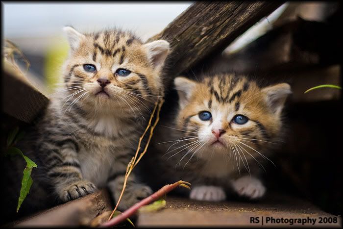 IMAGE: http://i270.photobucket.com/albums/jj95/rs-photography/kitten1.jpg