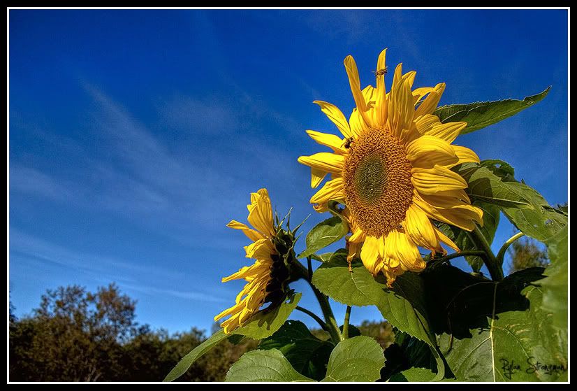 IMAGE: http://i270.photobucket.com/albums/jj95/rs-photography/sunflow1.jpg