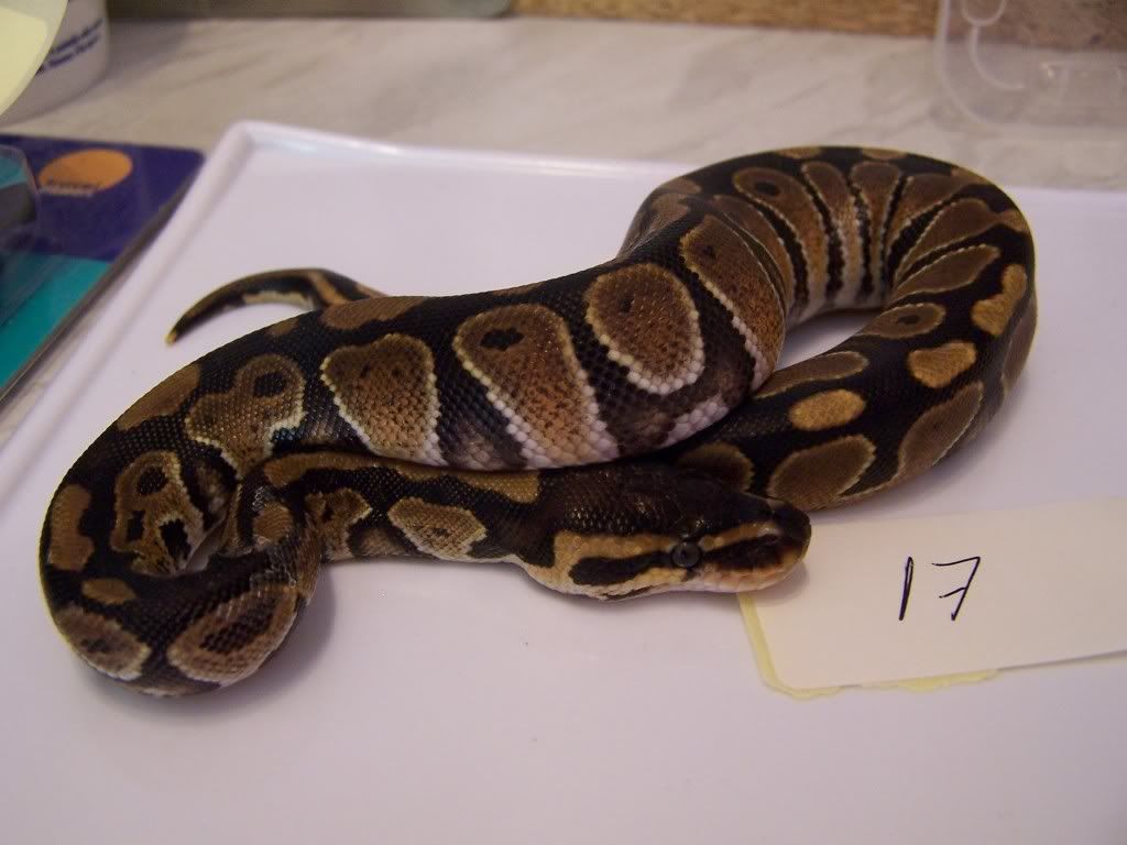 09 Royal python hatchlings for sale (Glasgow) Reptile Forums