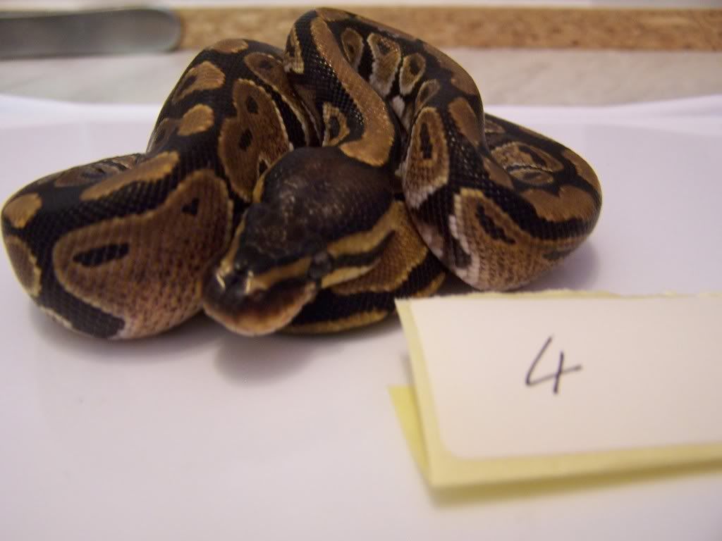 09 Royal python hatchlings for sale (Glasgow) Reptile Forums