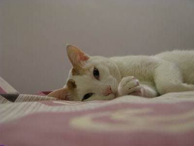 my cat
