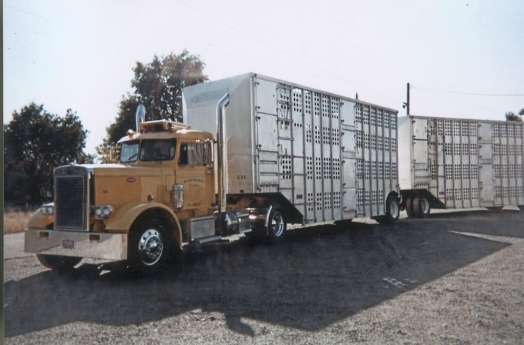 peterbilt 1964