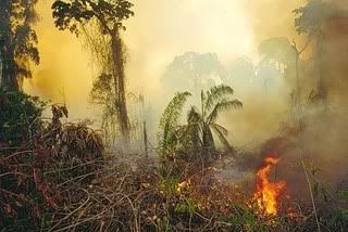 deforesti.jpg