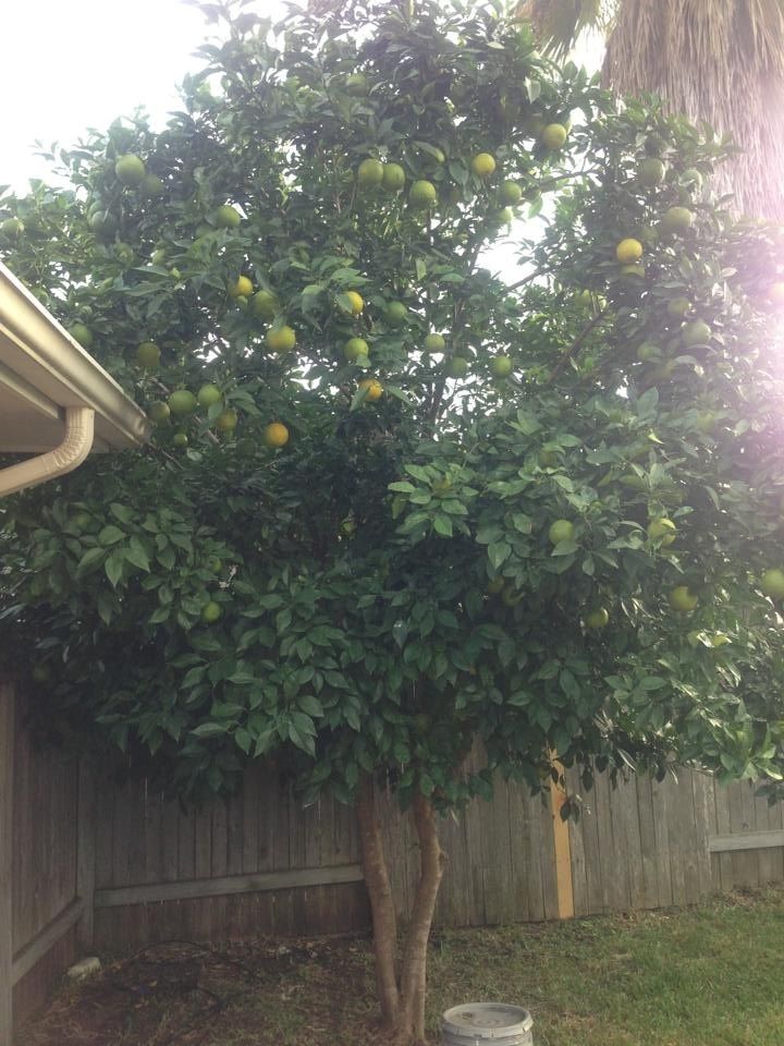 Cuộc sống ở mỹ trong mắt 1 anh chàng mới nhập cư - 6