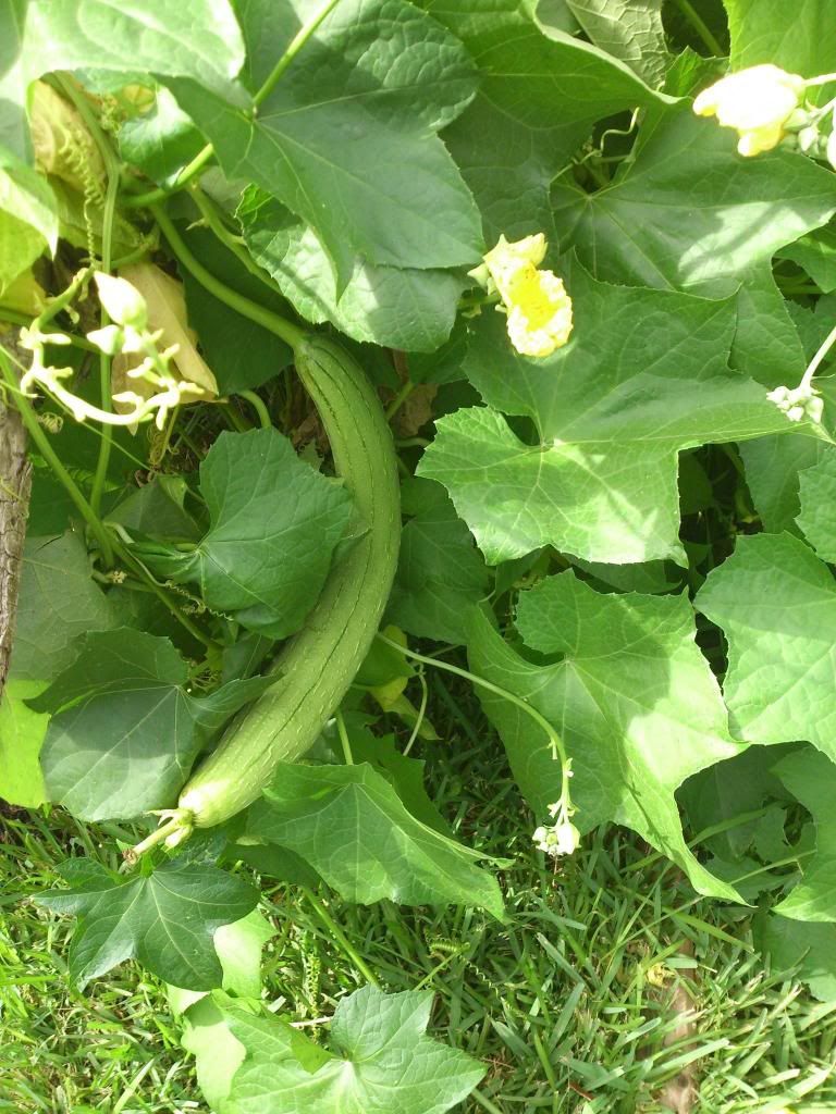 Cuộc sống ở mỹ trong mắt 1 anh chàng mới nhập cư - 7