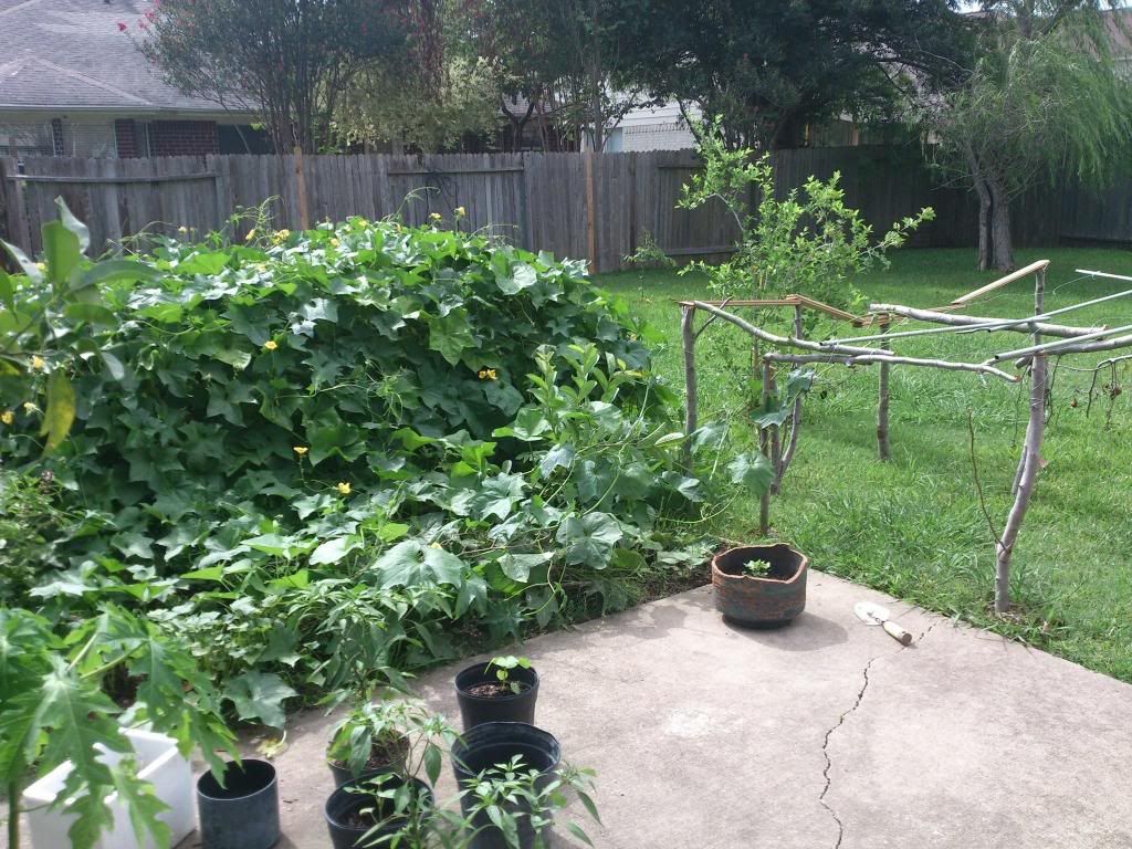 Cuộc sống ở mỹ trong mắt 1 anh chàng mới nhập cư - 8