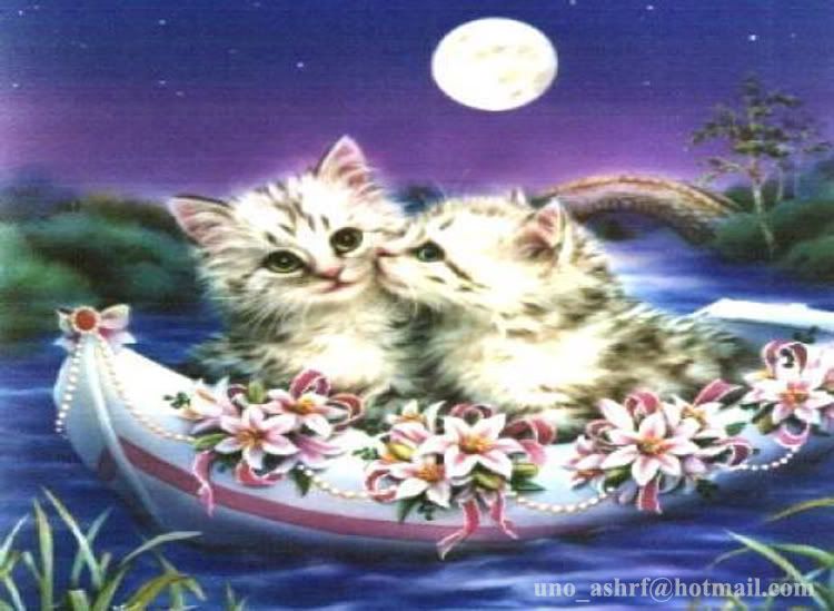 romanticcat.jpg
