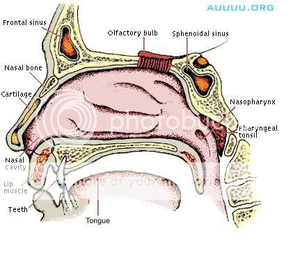 ALL ABOUT THE NOSE! =D