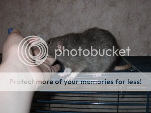 http://i270.photobucket.com/albums/jj86/Cerbst/Rats/8d16acc4.jpg